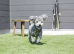 【屋上庭園の楽しみ方】愛犬のびのび屋上ドッグラン♪
